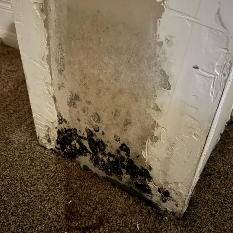 Professional Mold Removal in Middletown, CT